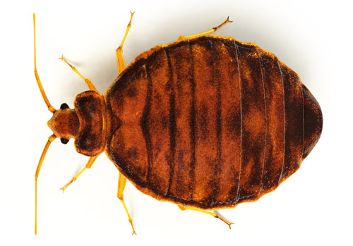 Les punaises de lit se nourrissent du sang des animaux et êtres humains